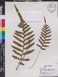 Serpocaulon dissimile image