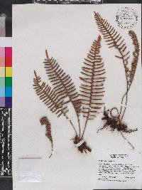 Polypodium squamatum image