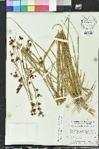 Rhynchospora glomerata image