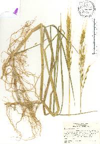 Oryza rufipogon image