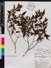 Miconia miguelfuertesii image