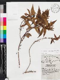 Miconia acuminoides image
