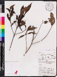 Miconia acuminoides image