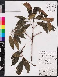 Miconia acuminoides image