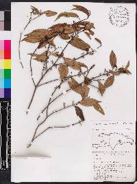 Miconia acuminoides image