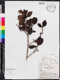 Miconia hirticaulis image