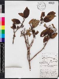 Miconia hirticaulis image