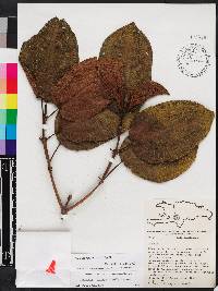 Miconia favosa image