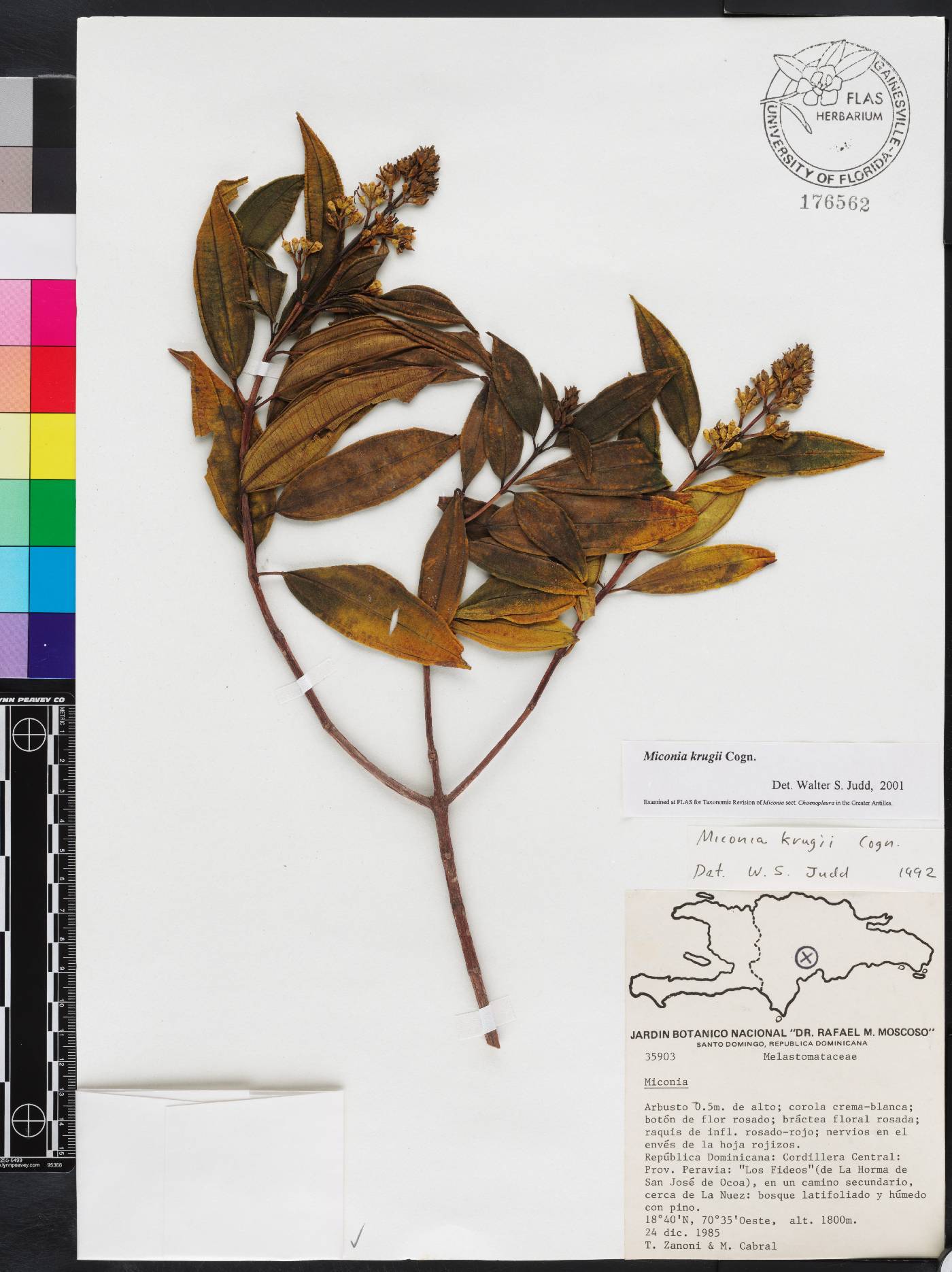 Miconia krugii image