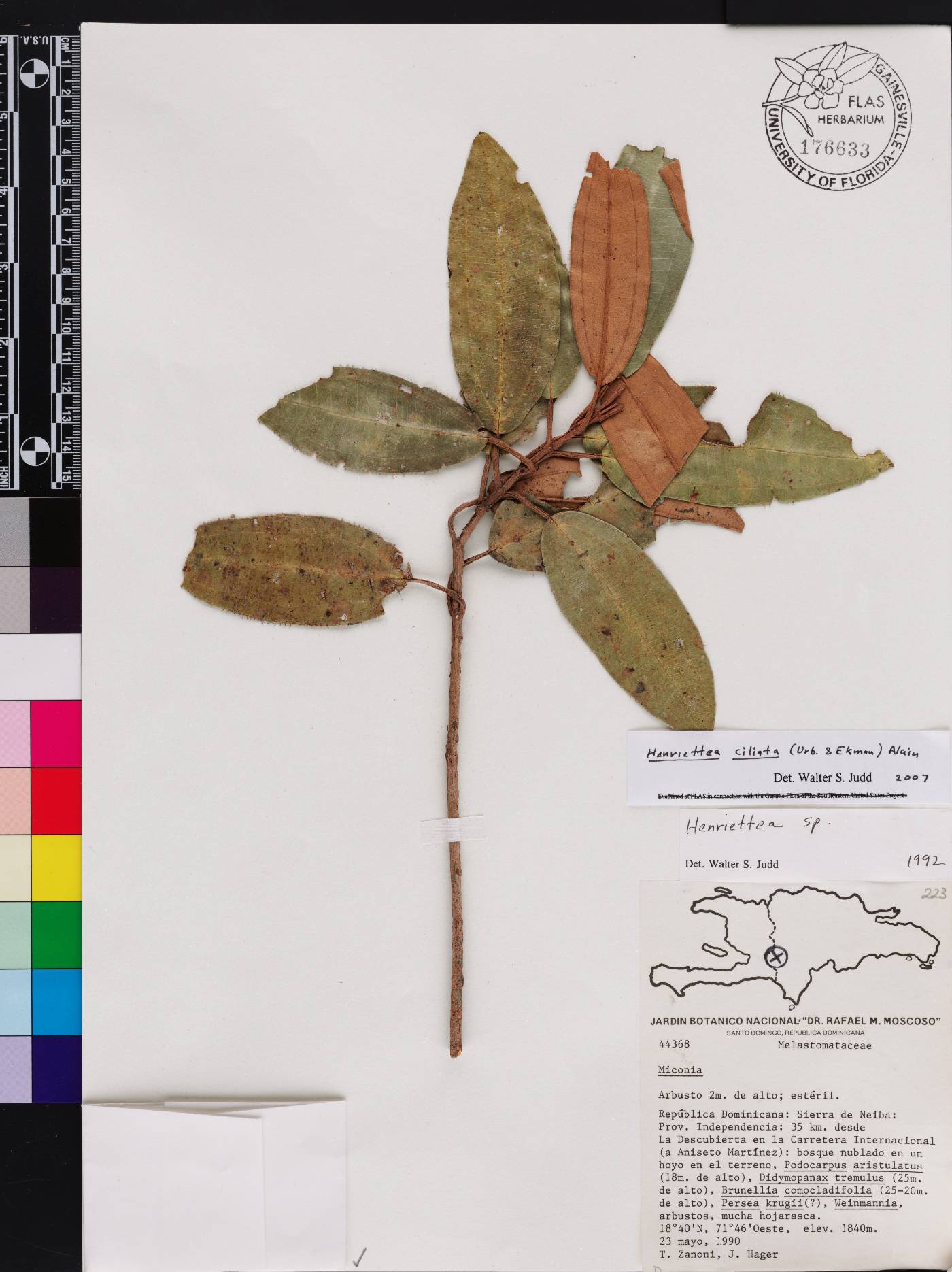 Henriettea ciliata image