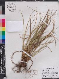 Carex hamata image