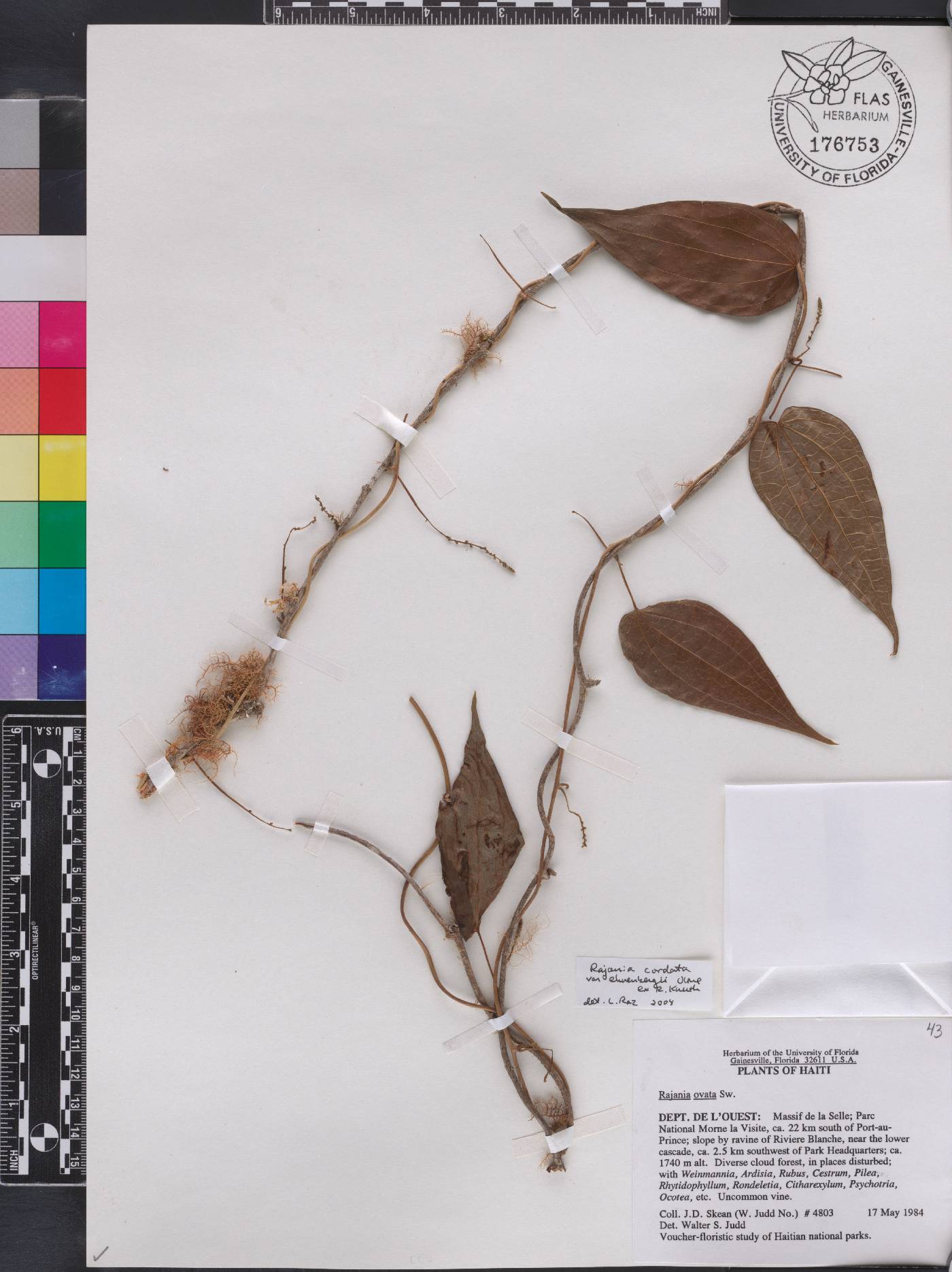 Rajania ovata image