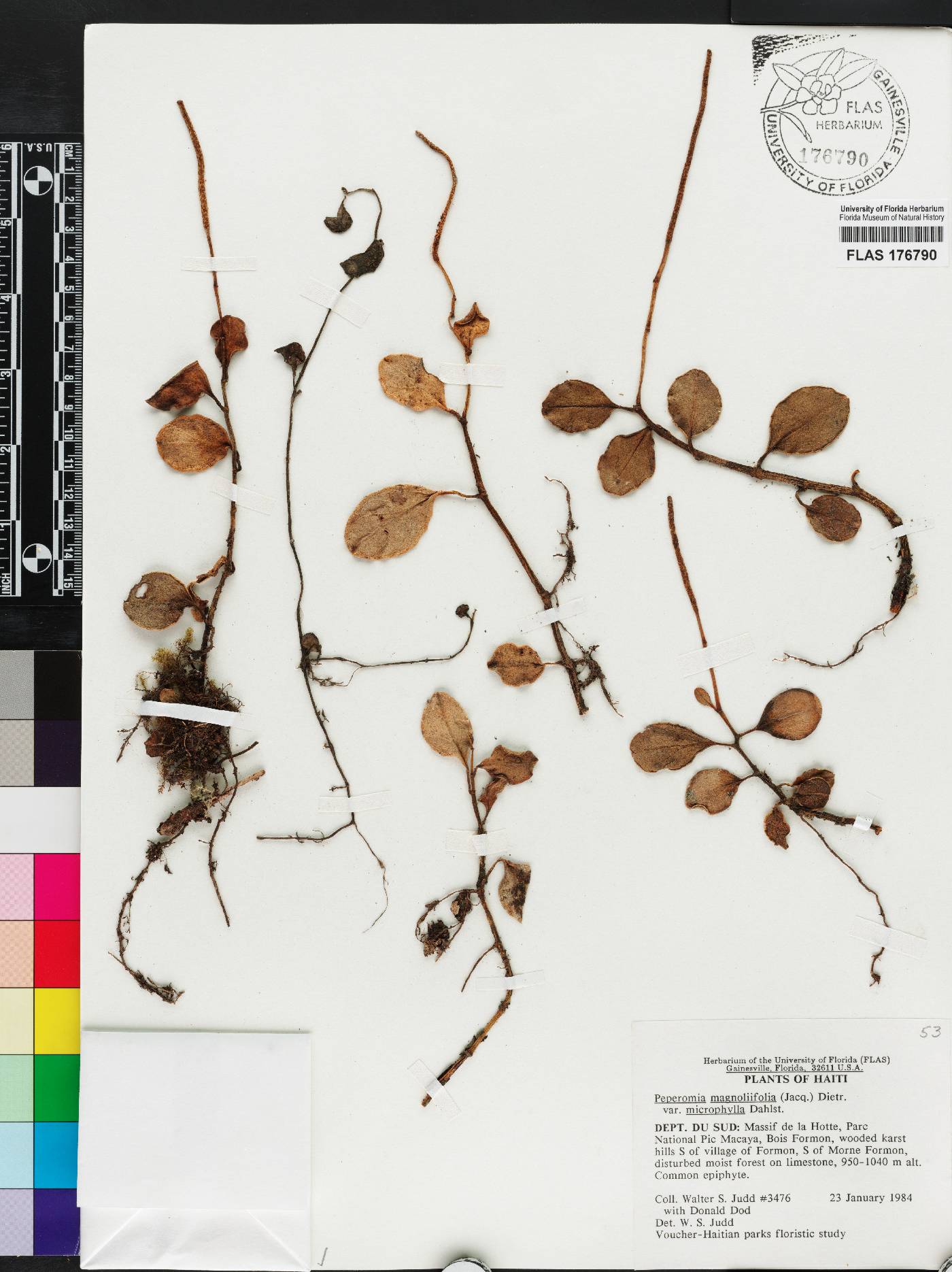 Peperomia magnoliifolia var. microphylla image