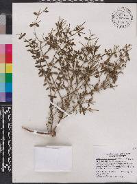 Dendrophthora serpyllifolia image