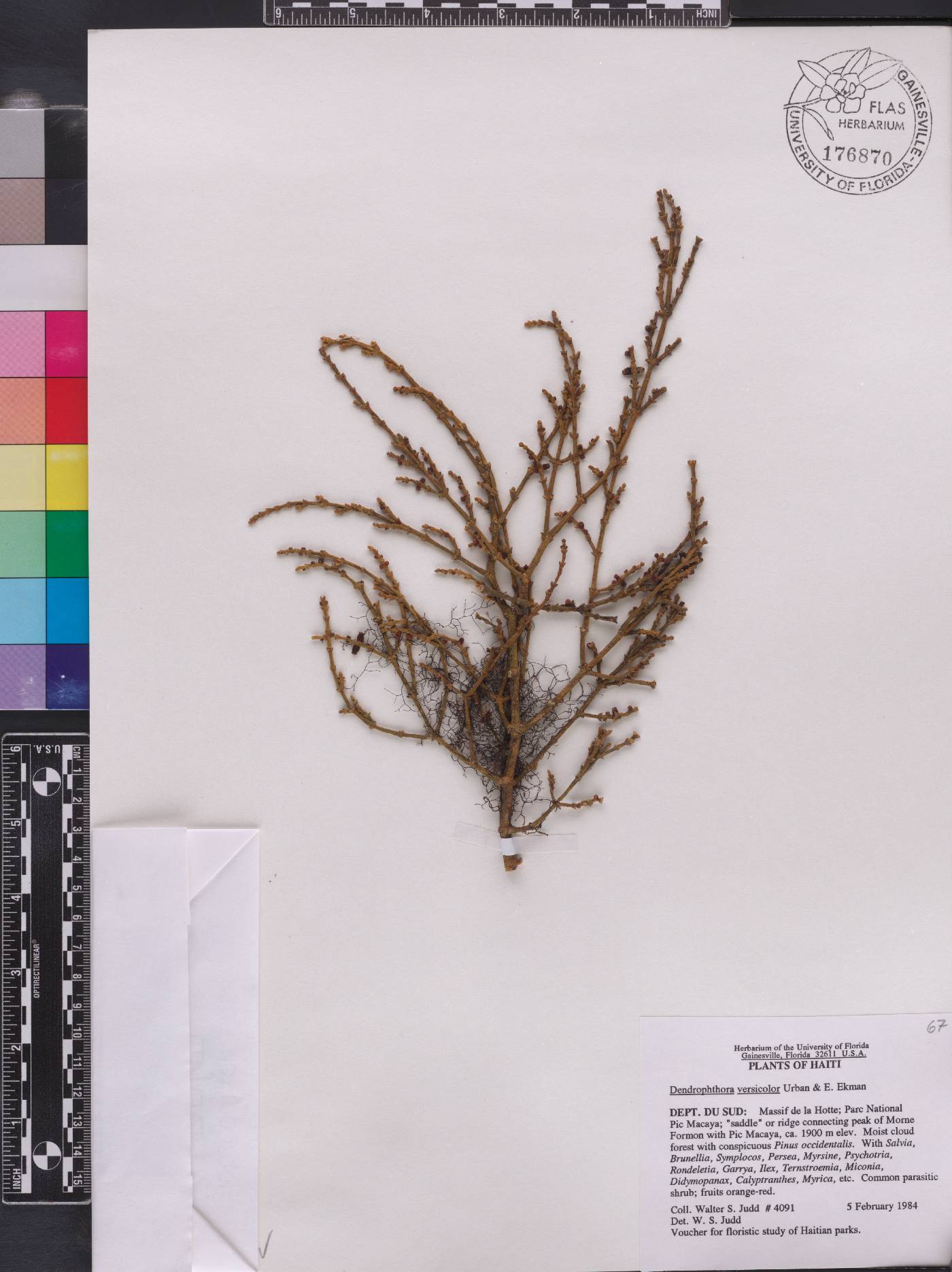 Dendrophthora remotiflora image