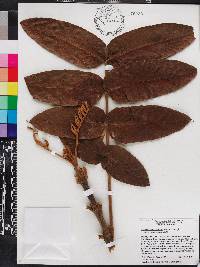 Brunellia comocladifolia subsp. domingensis image