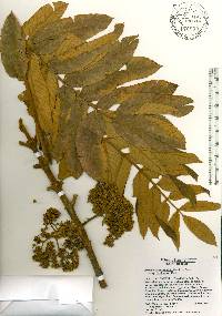 Brunellia comocladifolia subsp. domingensis image