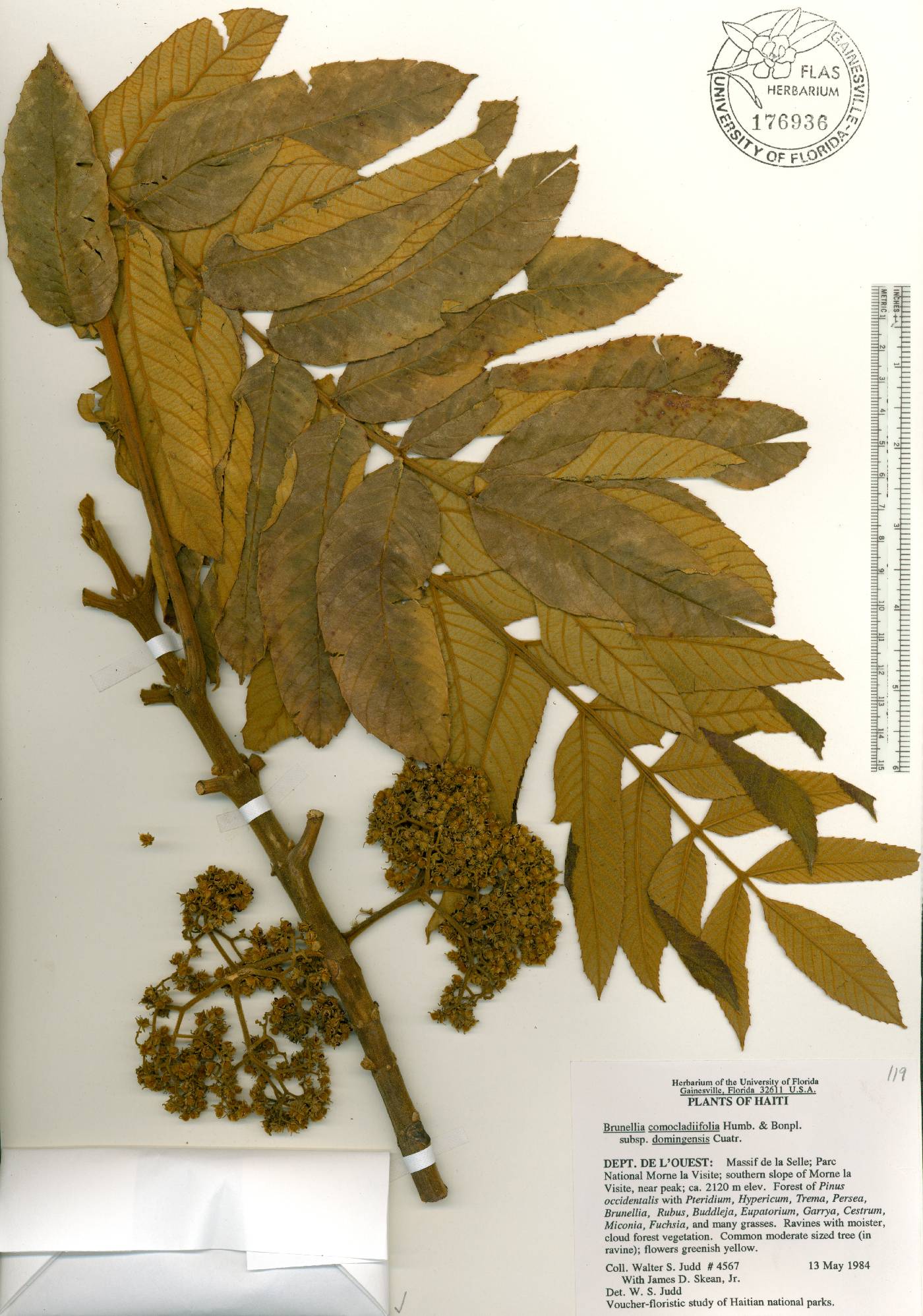 Brunellia comocladifolia subsp. domingensis image