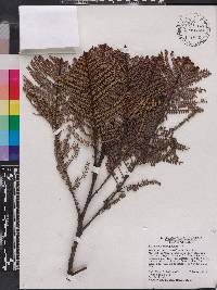 Phyllanthus myriophyllus image