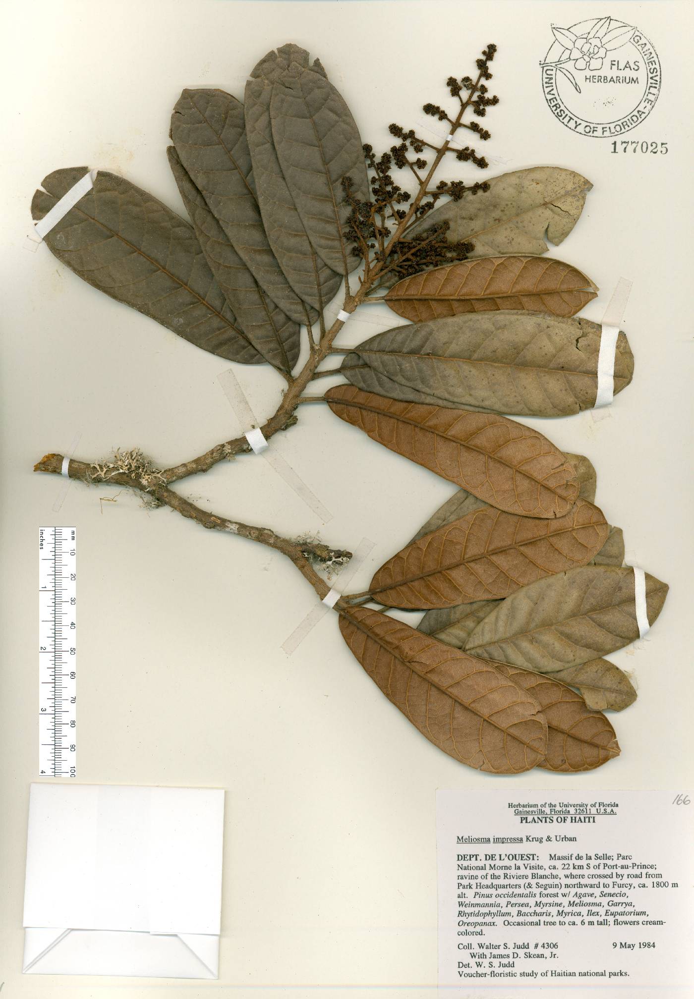 Meliosma impressa image