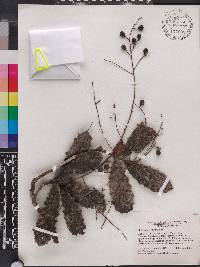 Meliosma recurvata image