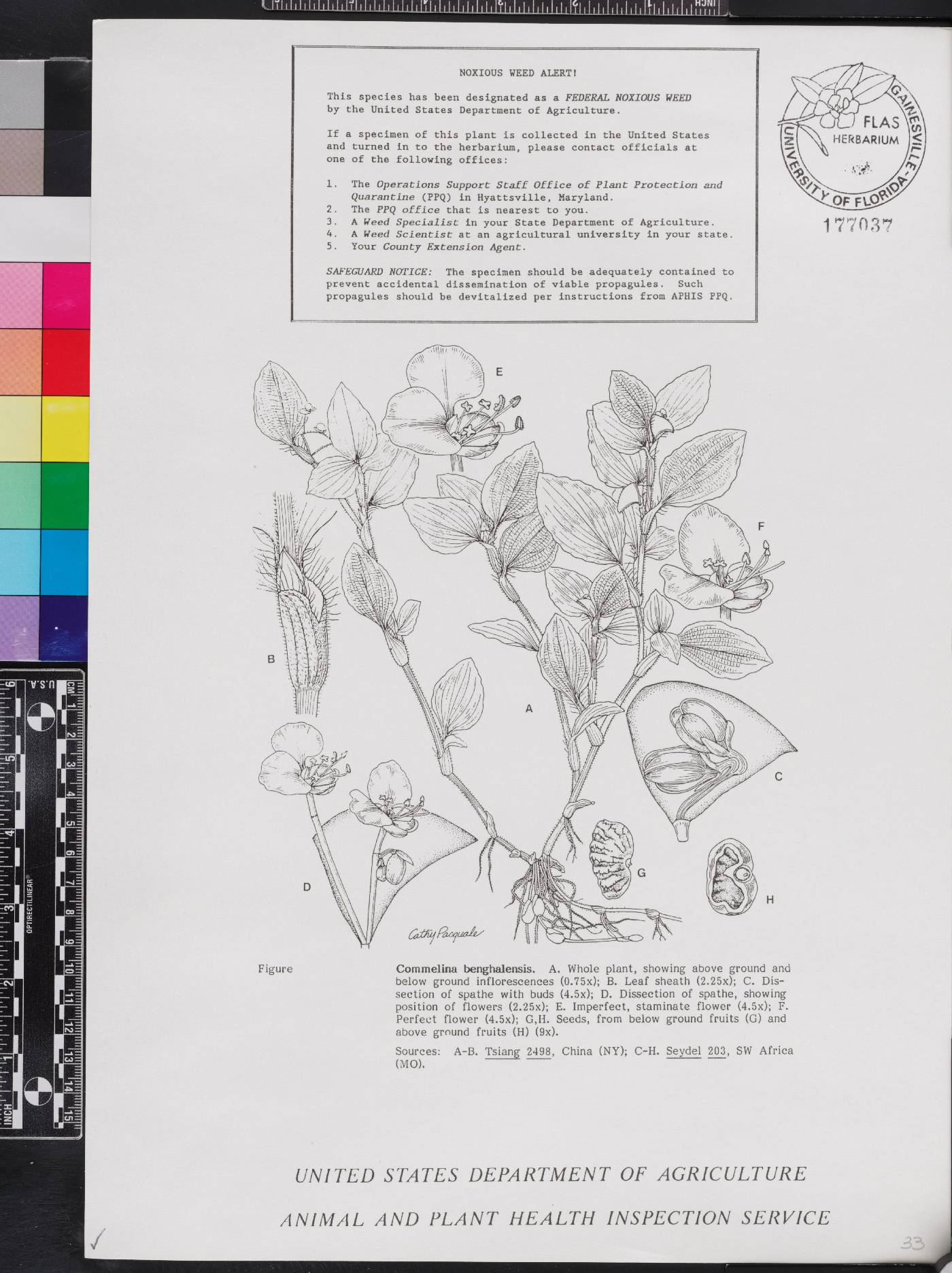 Commelina benghalensis image