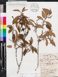 Miconia acuminoides image