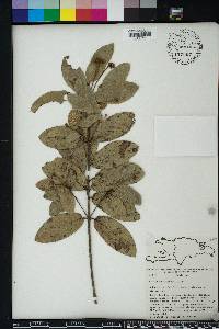 Guettarda scabra image