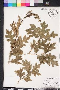 Quercus margarettae image