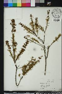 Hypericum galioides image