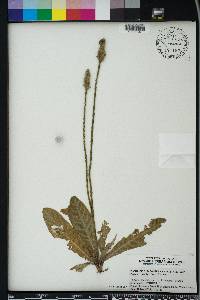 Elytraria caroliniensis image