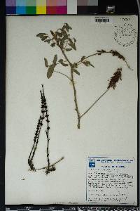 Striga gesnerioides image