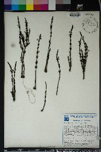 Striga gesnerioides image