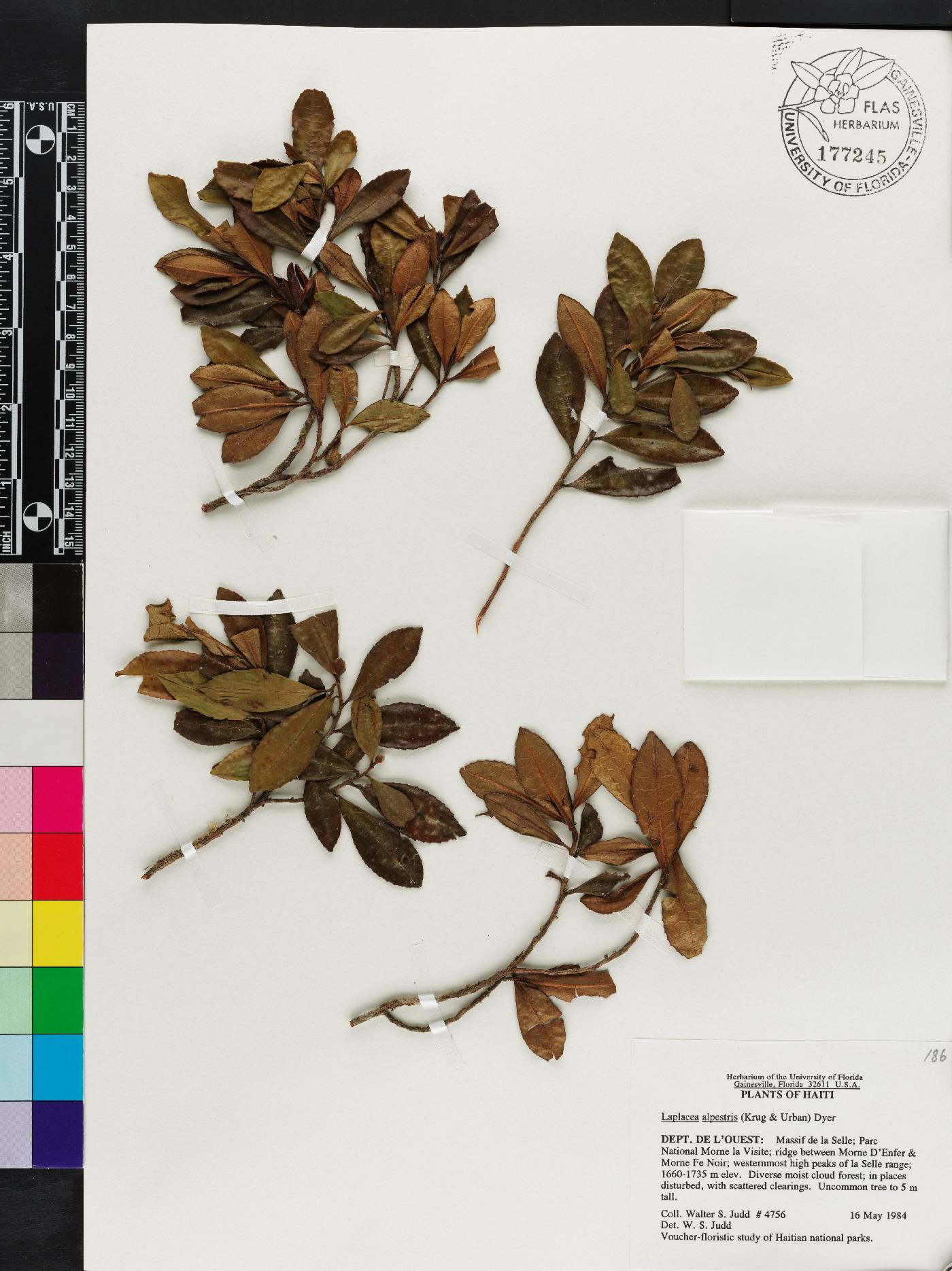 Gordonia alpestris image