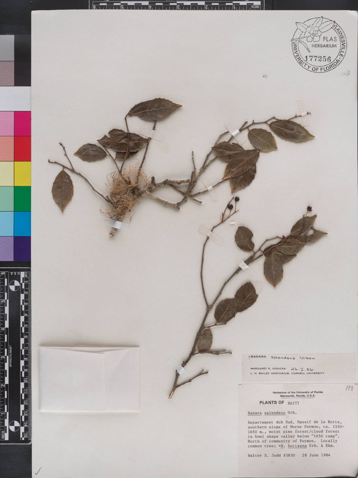 Banara splendens image
