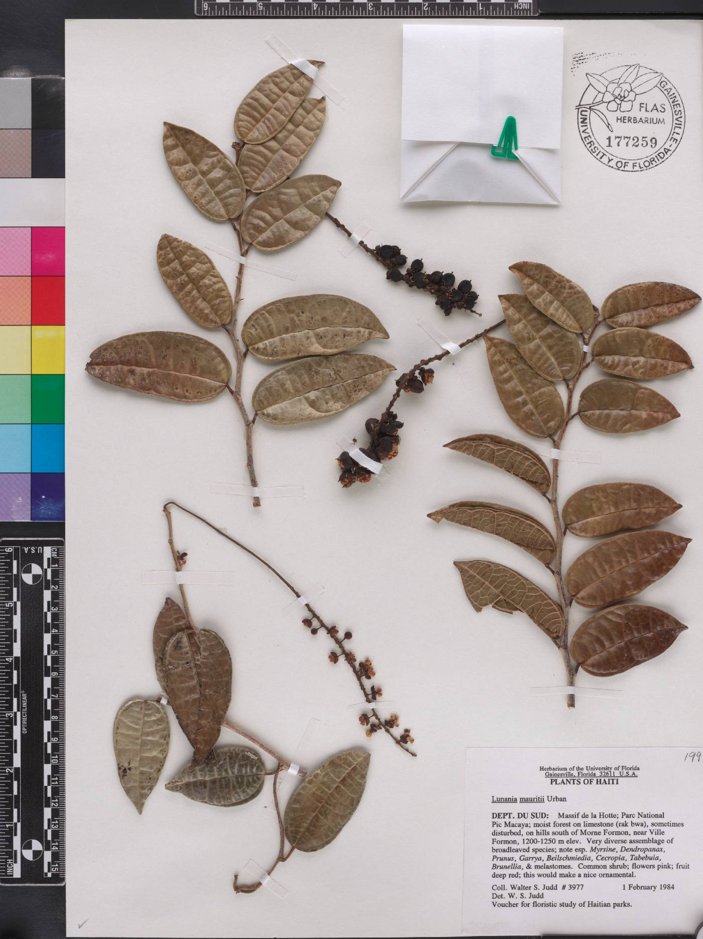Lunania mauritii image