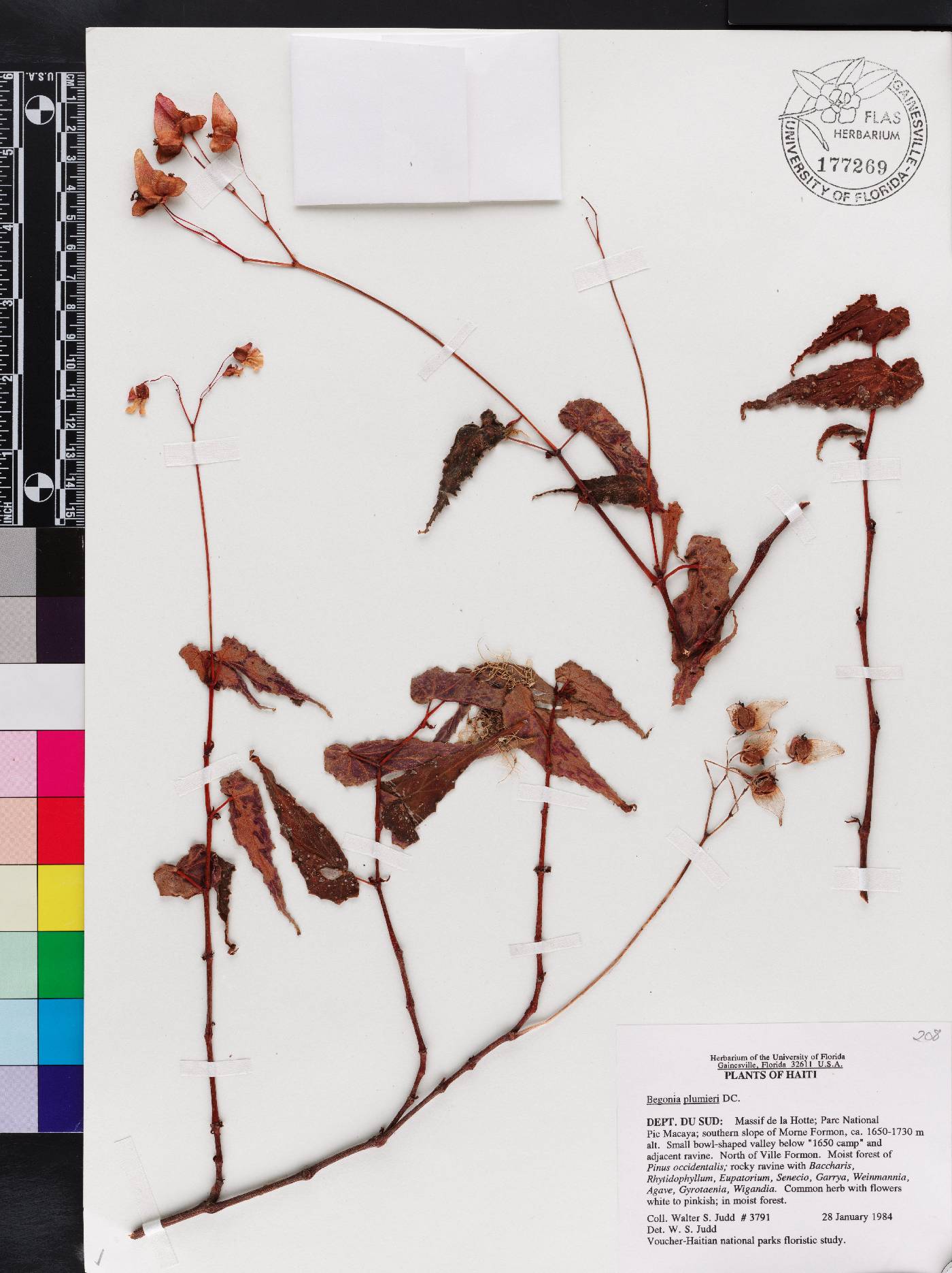 Begonia plumieri image