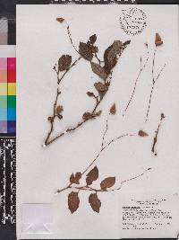 Begonia pycnantha image