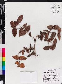 Myrcia neohotteana image