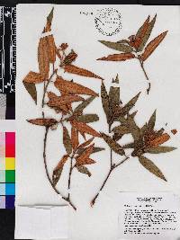 Miconia angustilamina image
