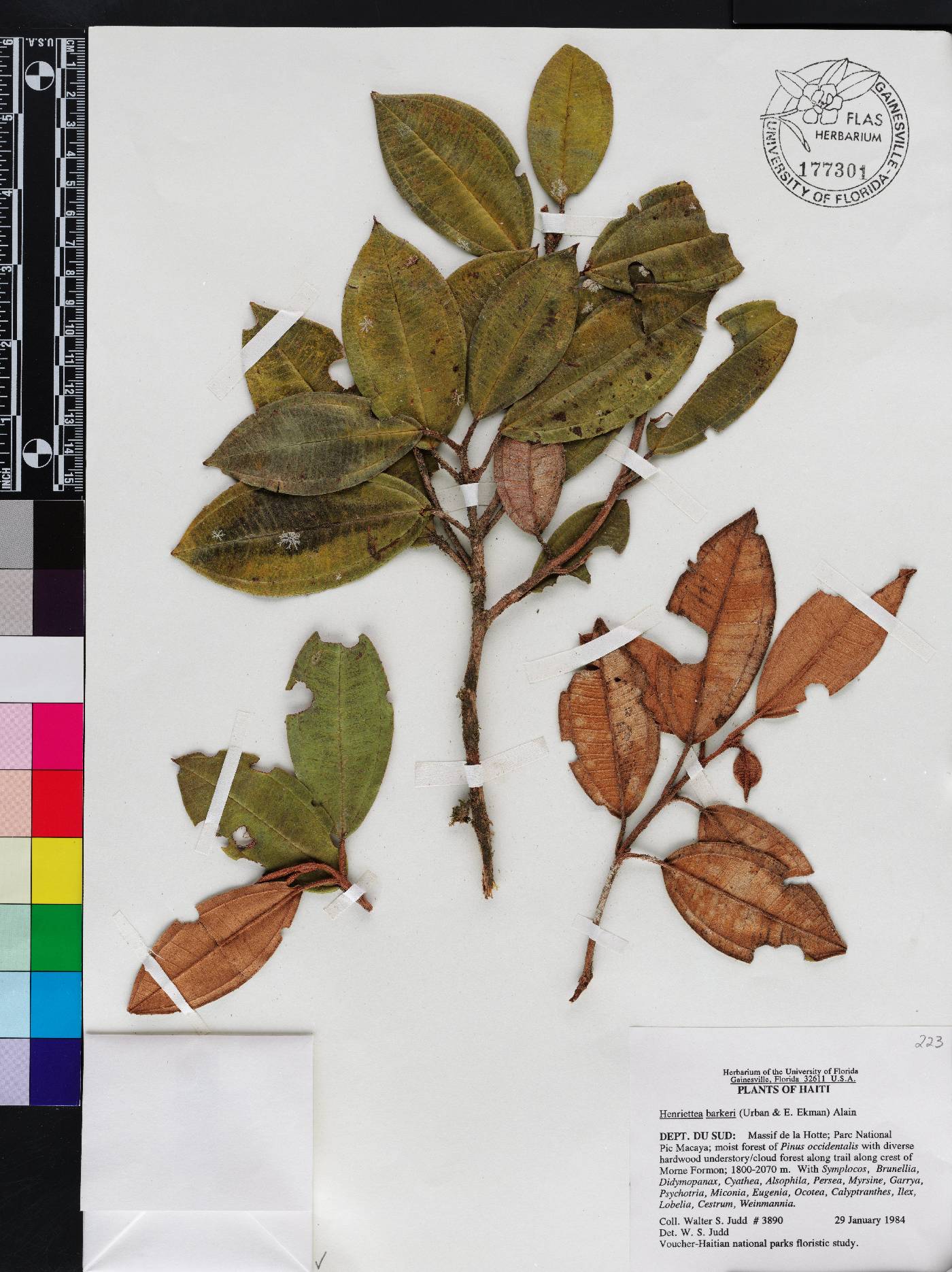 Henriettea barkeri image