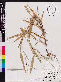 Urochloa platyphylla image