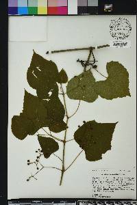 Ampelopsis cordata image