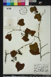 Vitis rotundifolia image