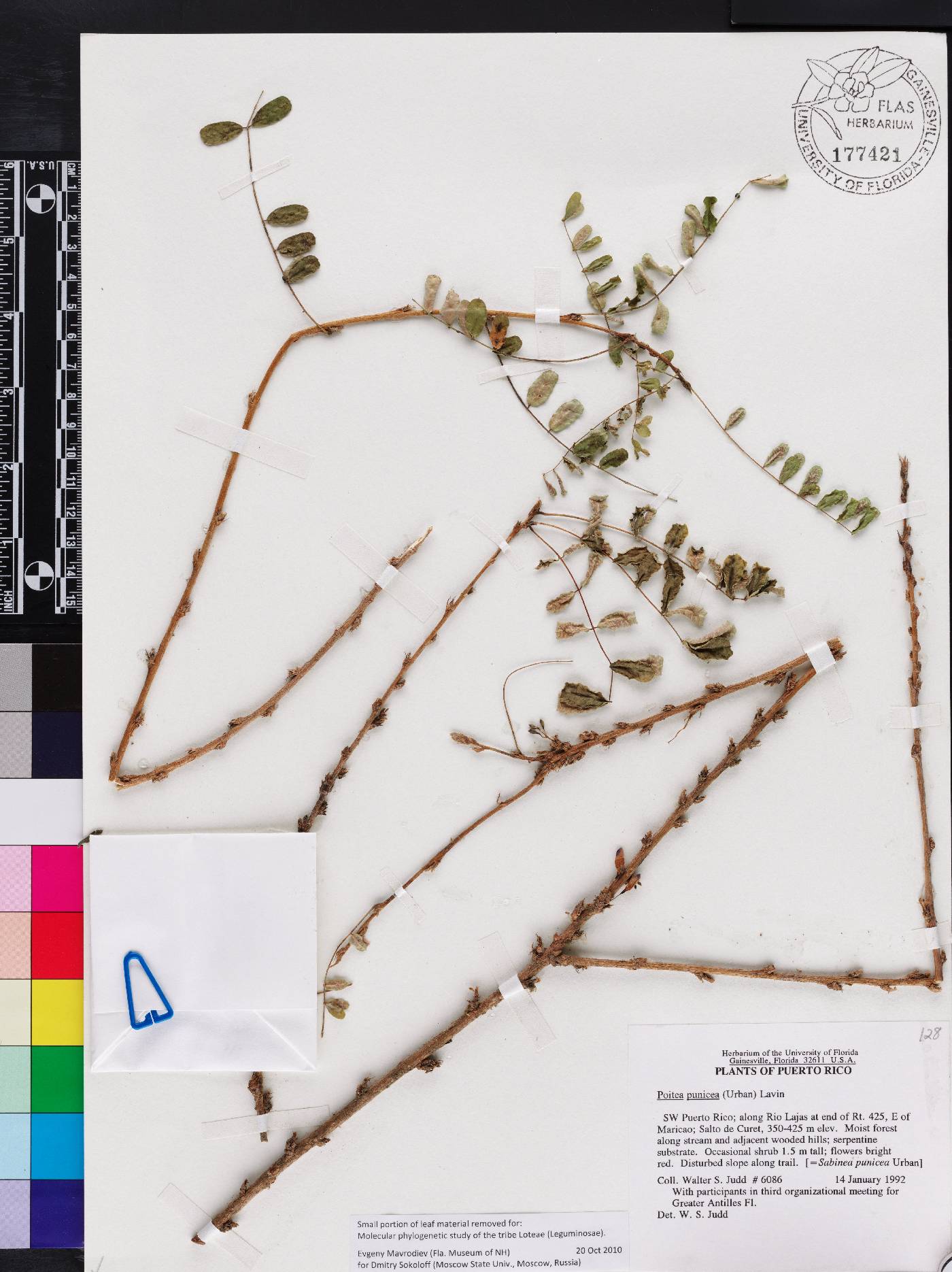 Poitea punicea image