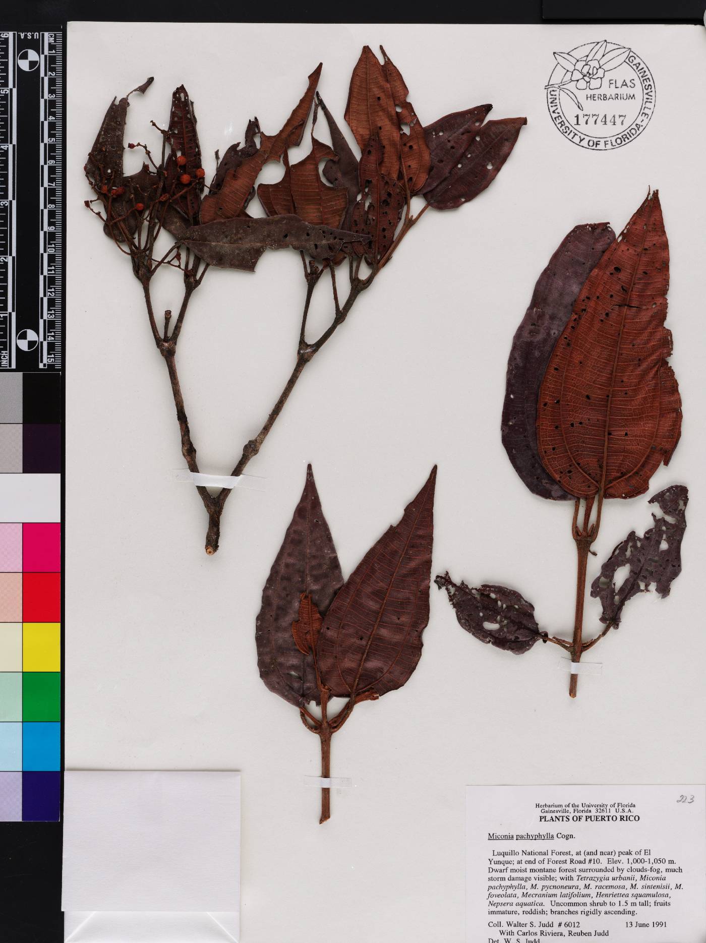 Miconia pachyphylla image
