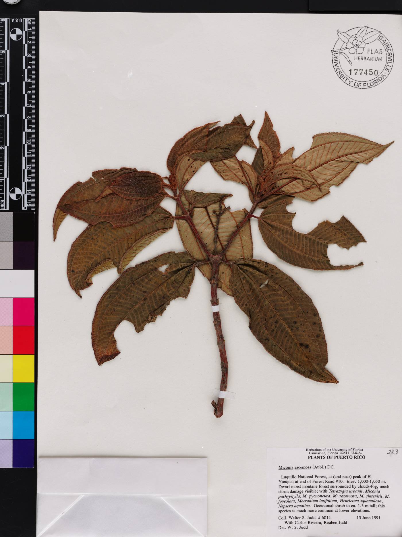 Miconia racemosa image