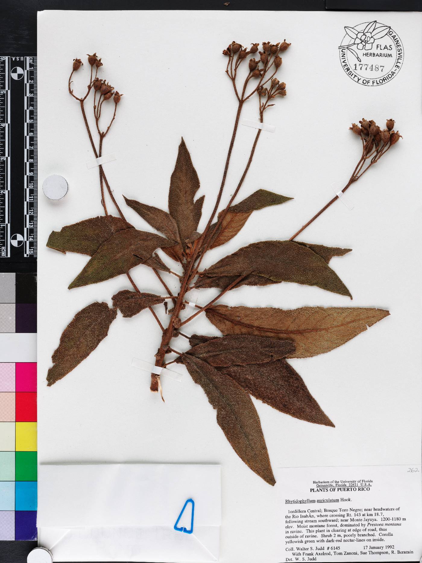 Rhytidophyllum auriculatum image