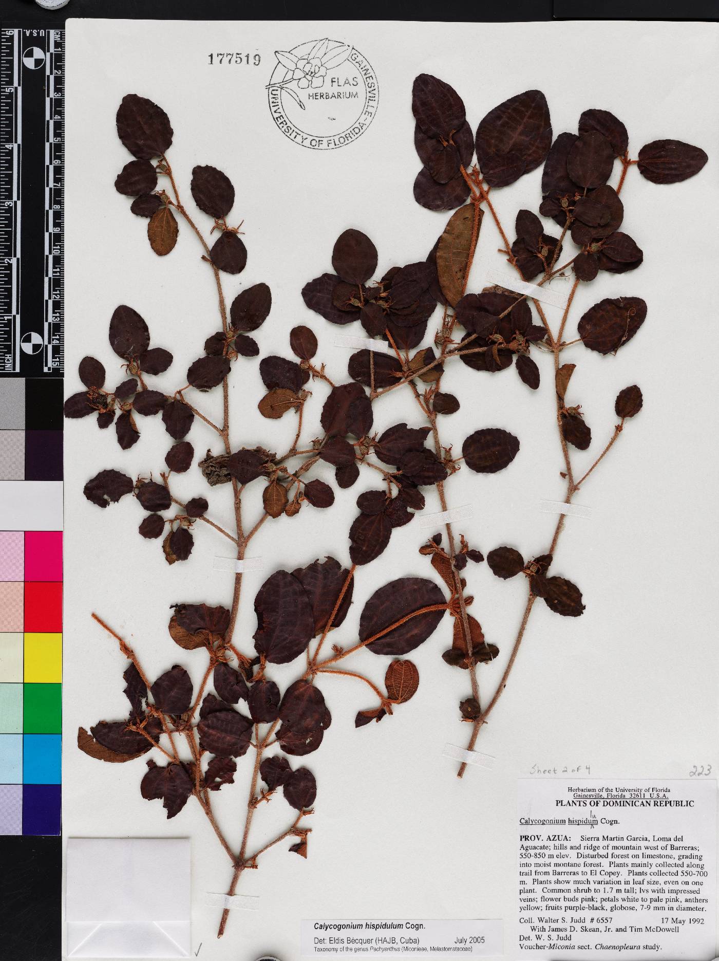 Miconia hispidula image