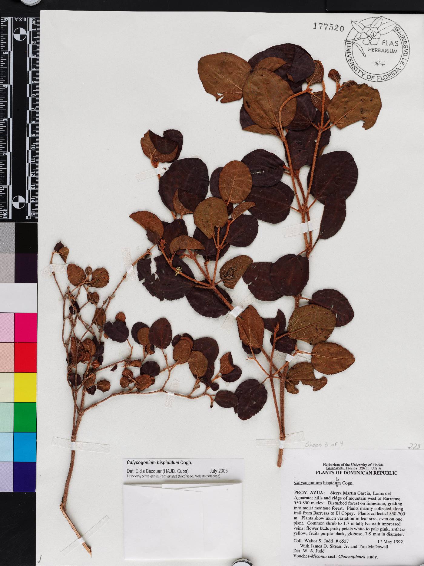 Miconia hispidula image